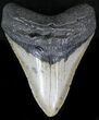 Bargain Megalodon Tooth - North Carolina #22943-1
